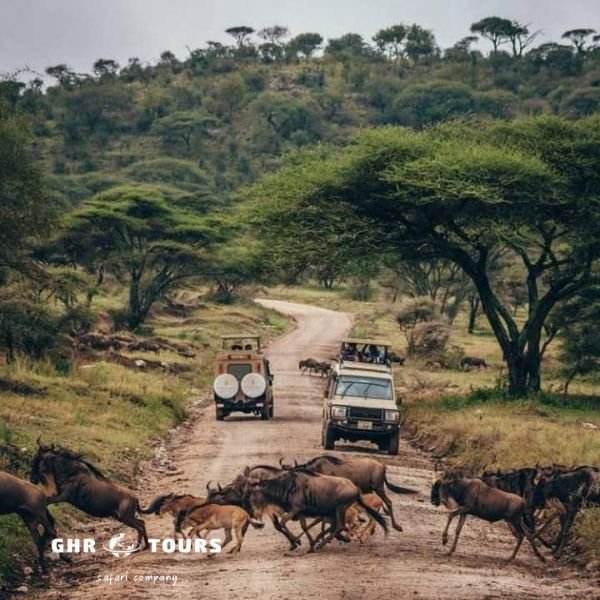 Tanzania Safari